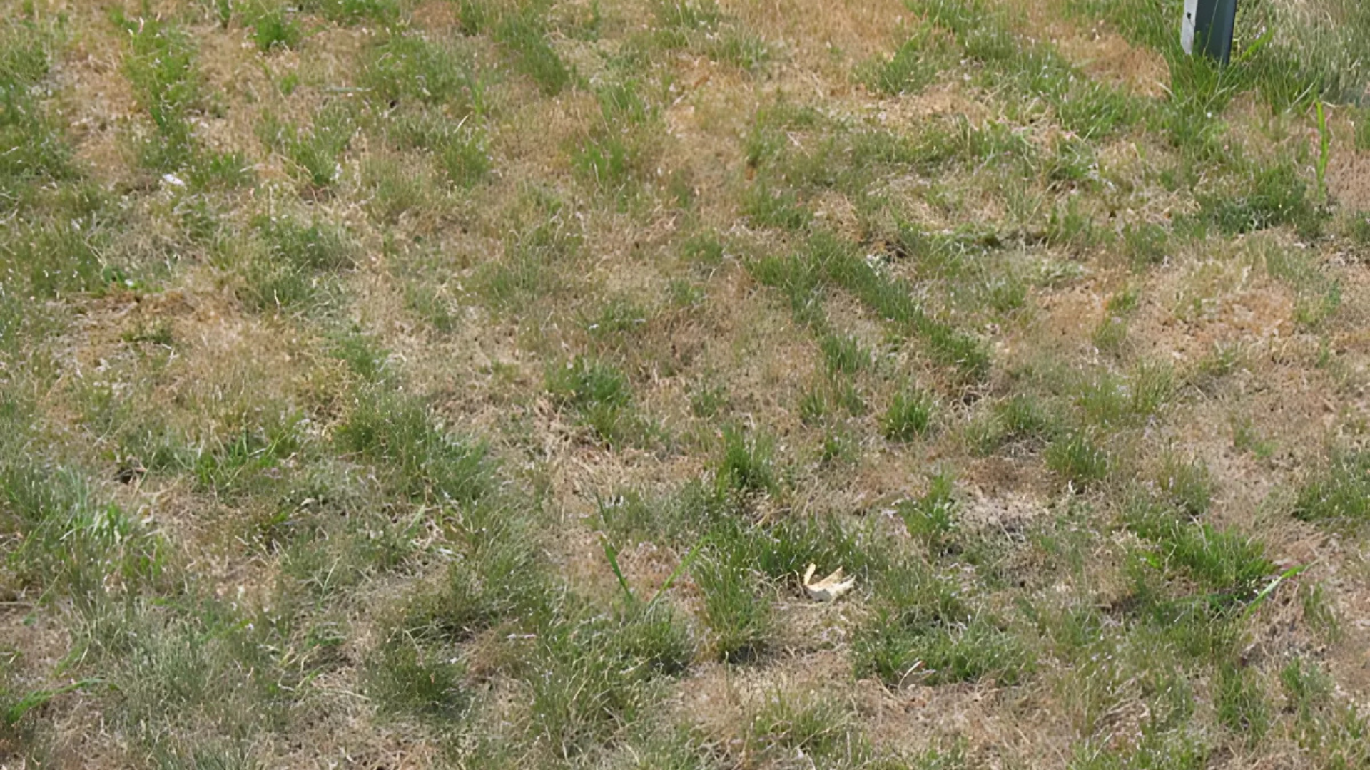 Summer_Dormancy