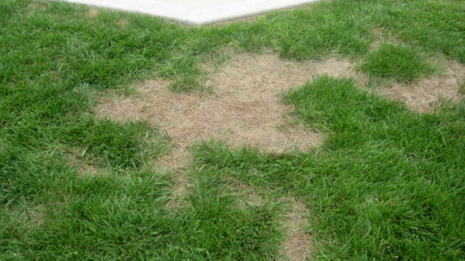Summer_Patch