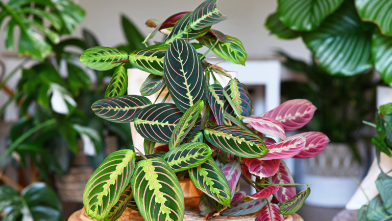 Surprising Benefits of Calathea Plants