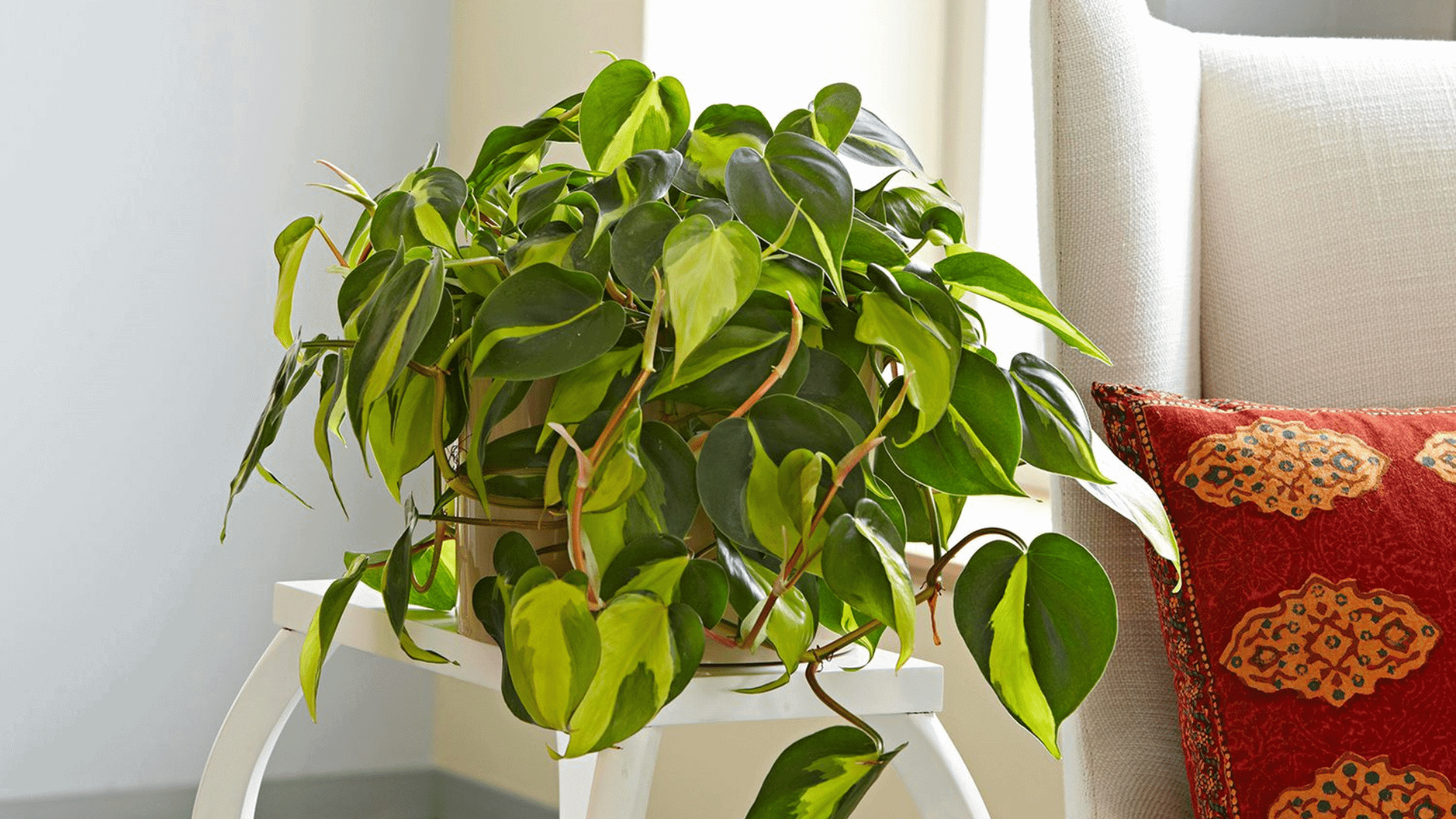 Surprising Philodendron Plant Benefits