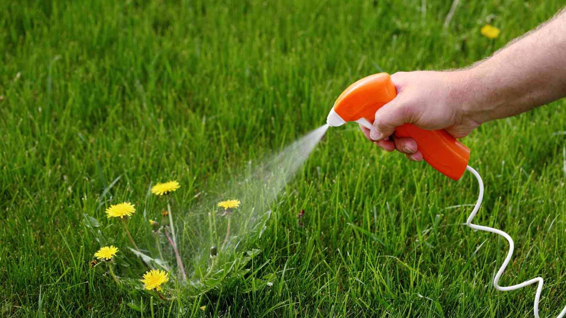 The Best Time to Spray for Weeds