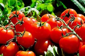 Tomato Plant