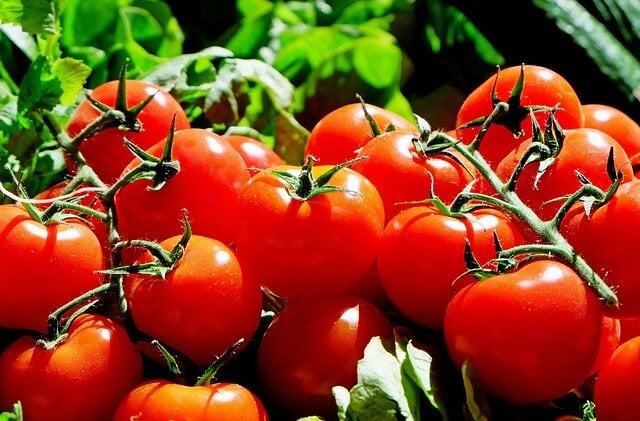 Tomato Plant