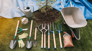 How to Dig Up a Small Tree the Right Way? - Randy Lemmon