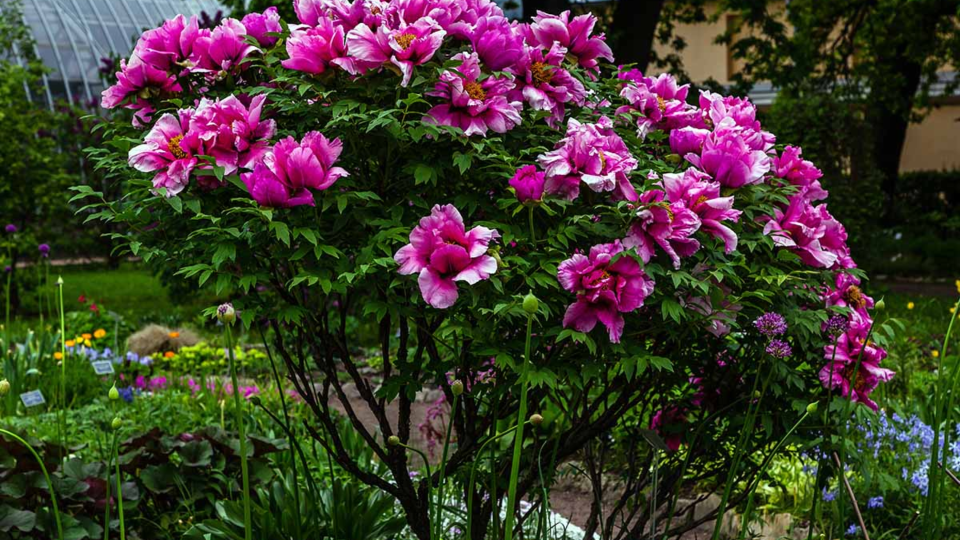 Tree_Peonies