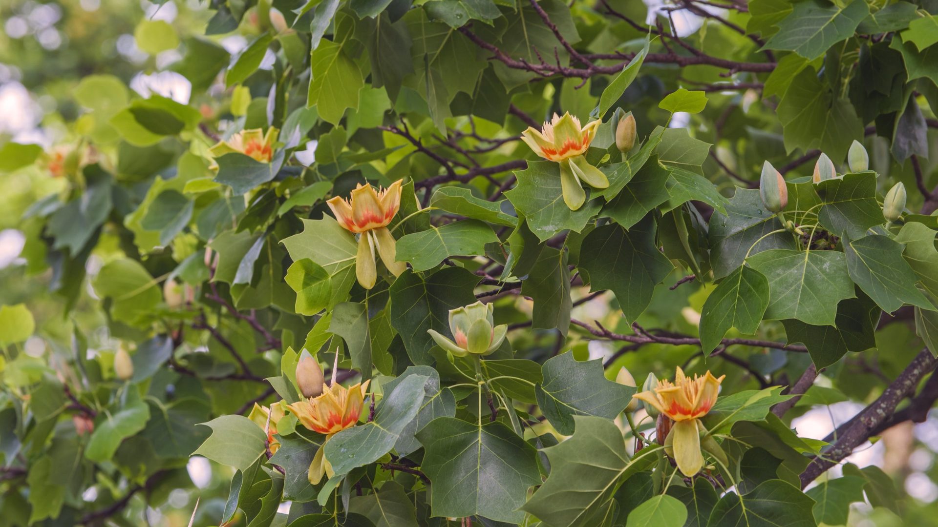 Tulip_Poplar