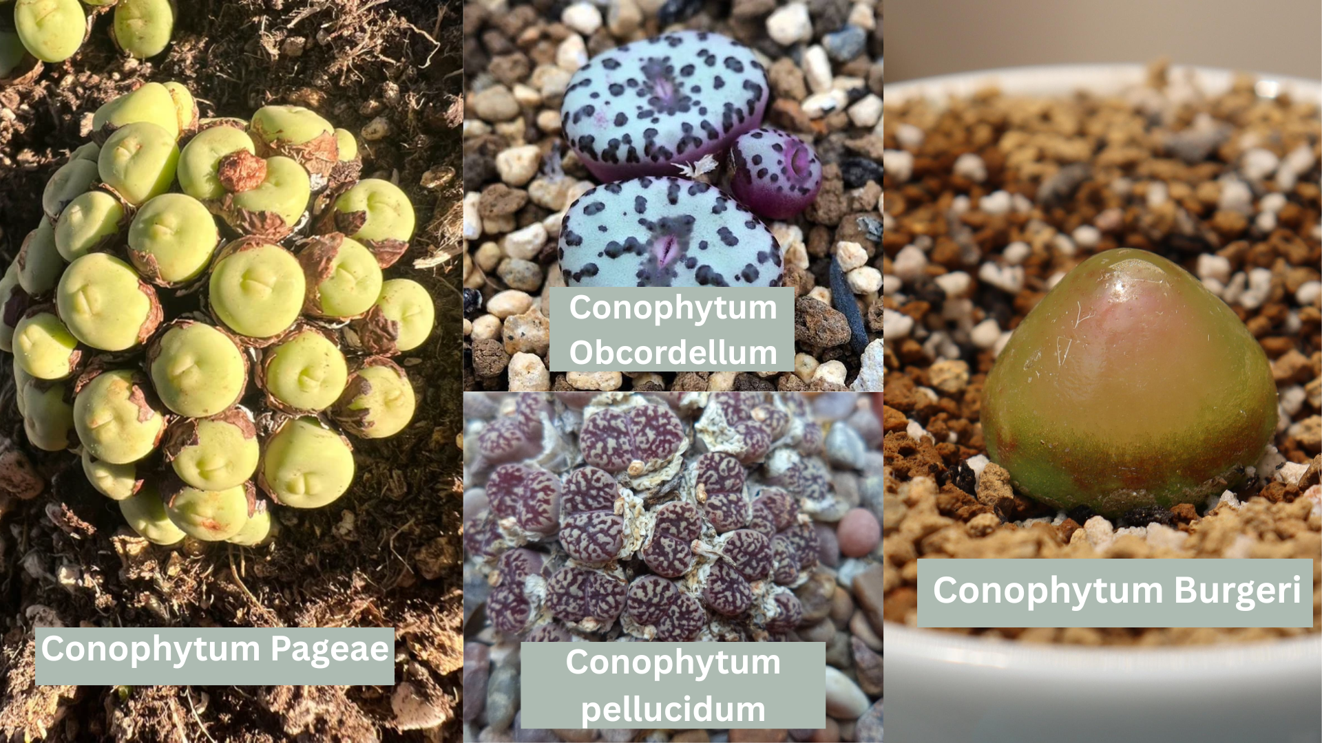 Types-of-Conophytum