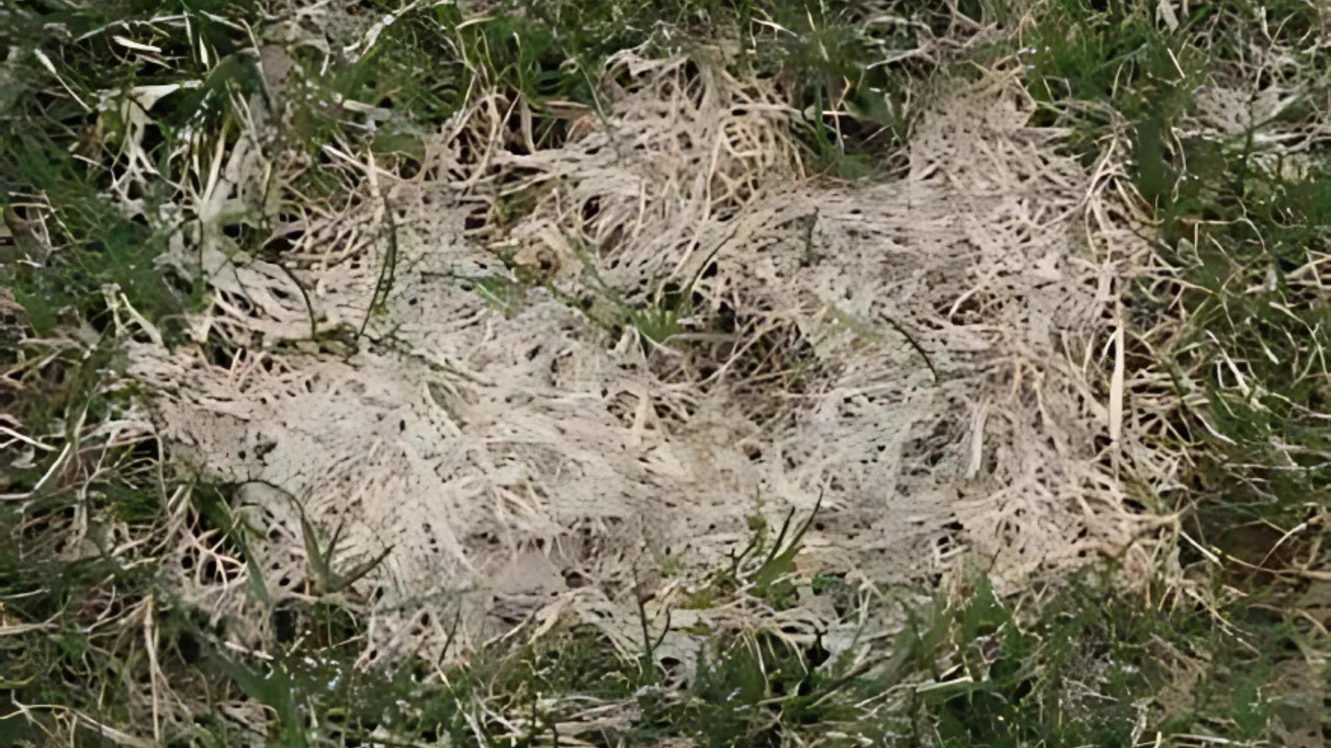 Typhula_Blight