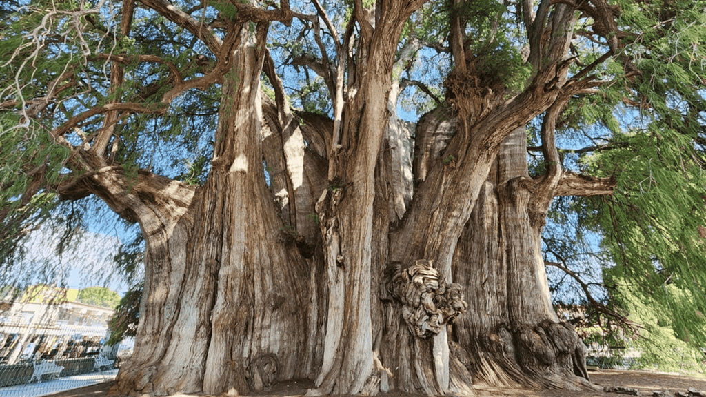 My Guide on Árbol Sabino Mexican Tree - Randy Lemmon