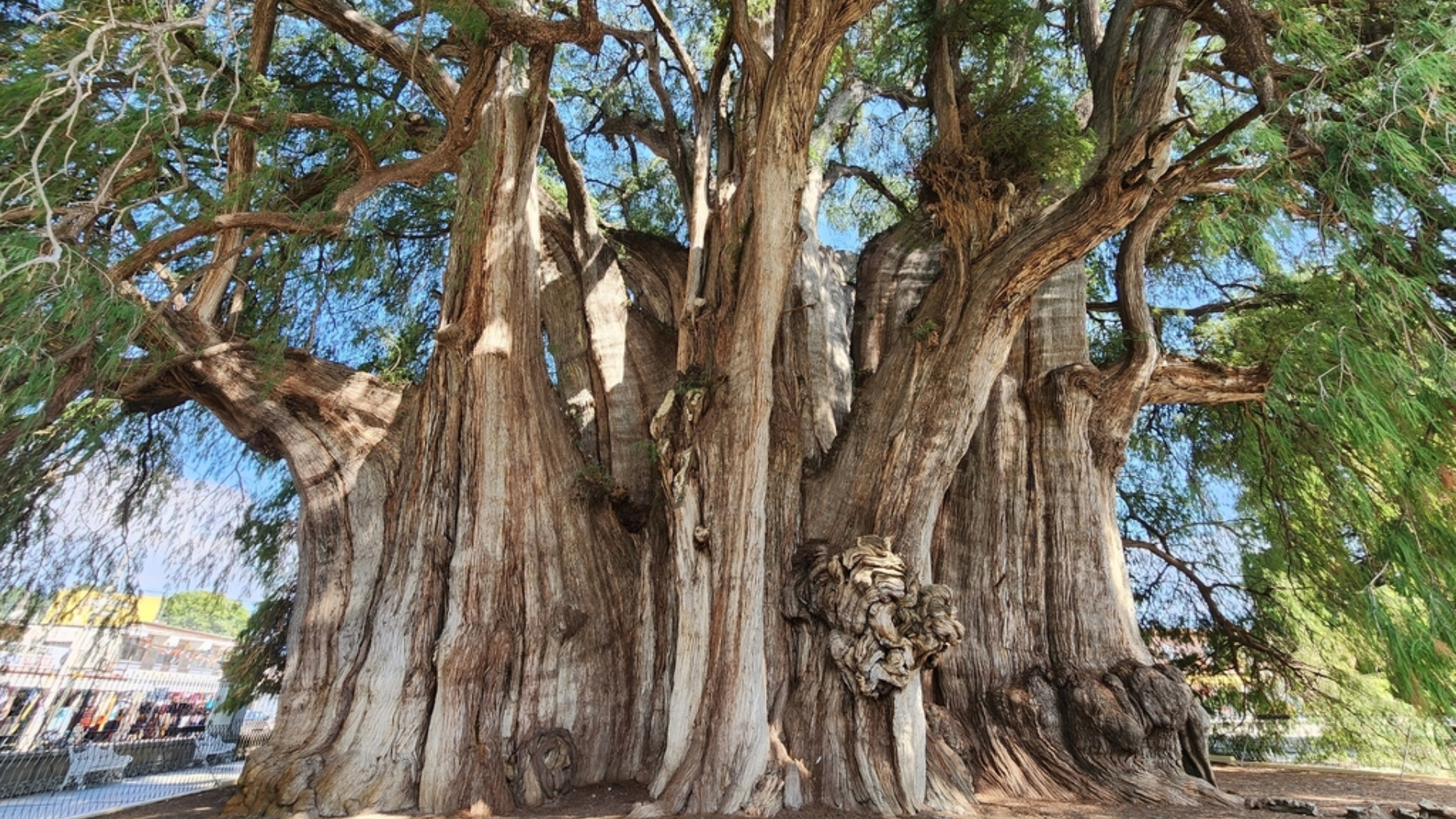Understanding_Arbol_Sabino
