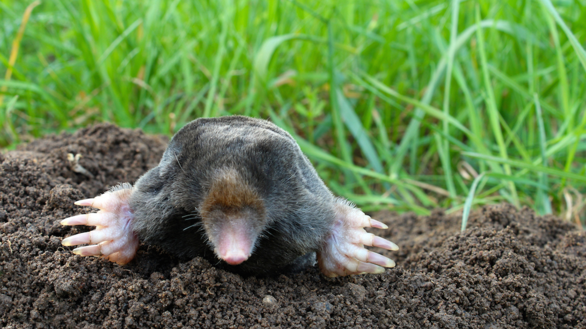Understanding_Moles_Natures_Underground_Dwellers