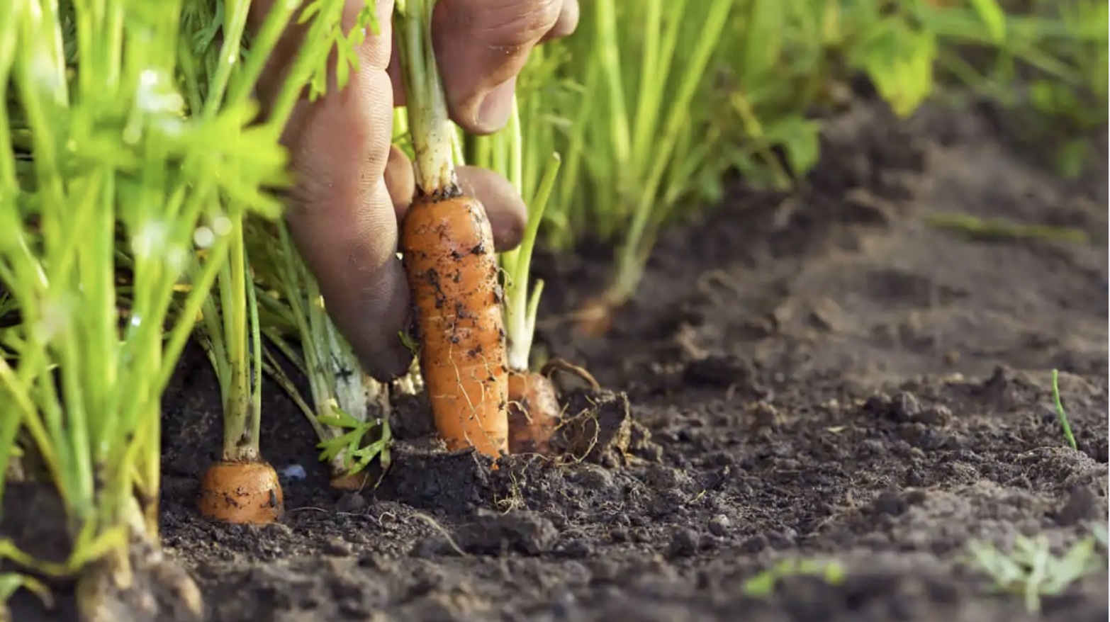 Use Topsoil When