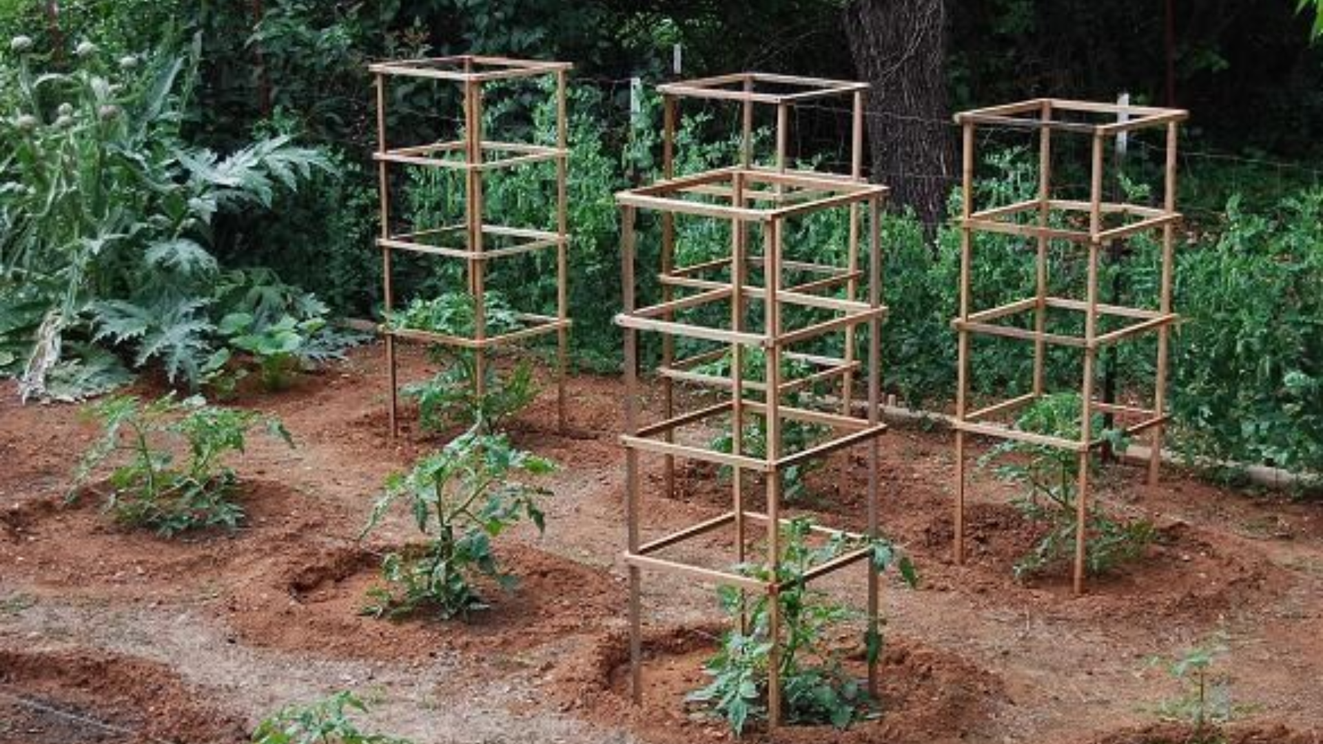 Use_Tomato_Cages_Early