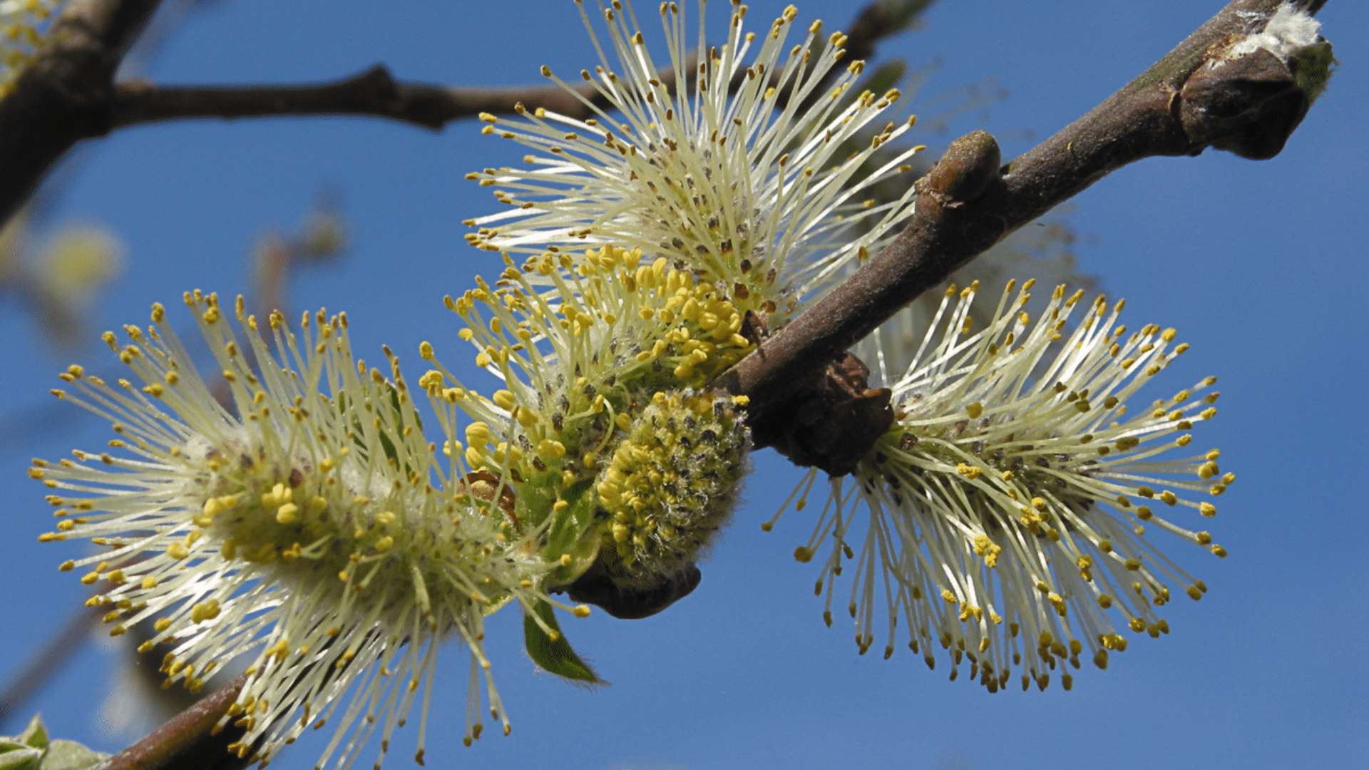 Uses_and_Benefits_of_Gray_Willow