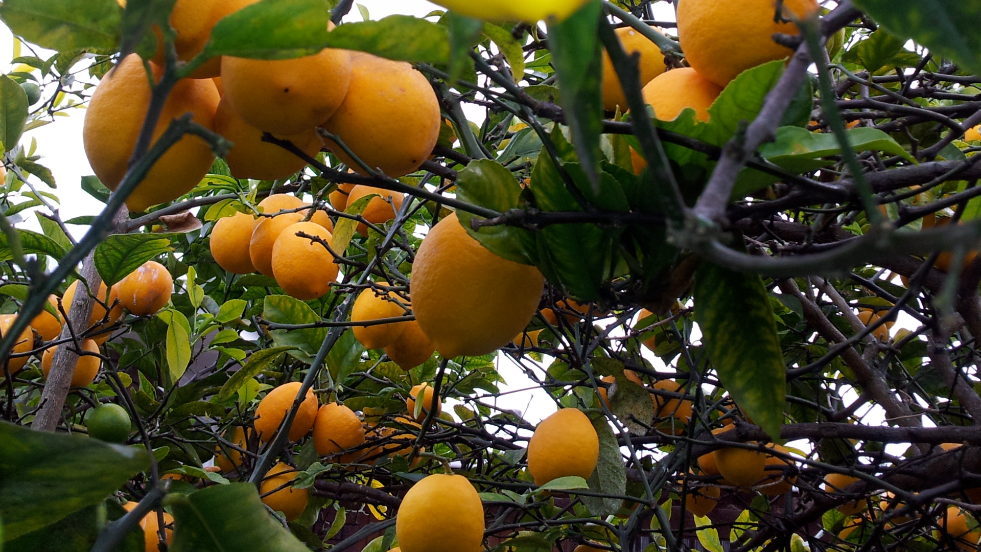 Villafranca_Lemon