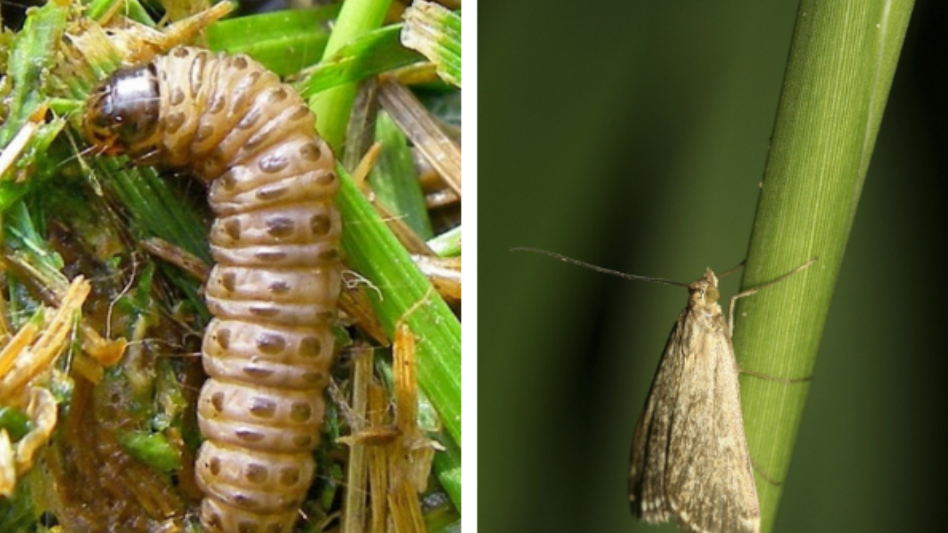 What Are Grass-Eating Bugs