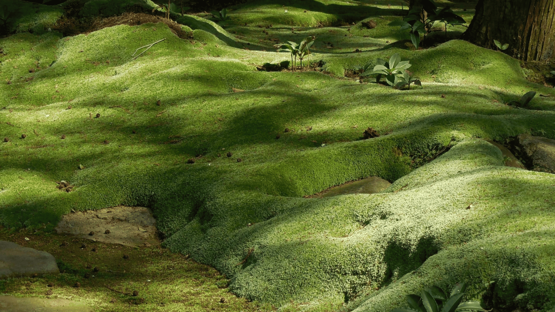 What Causes Moss to Grow? My Guide for Begginers