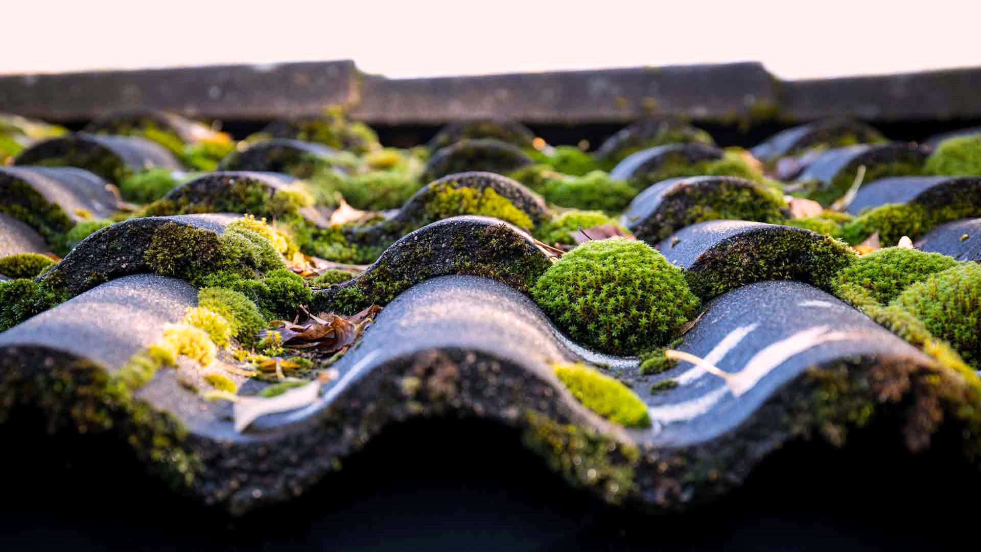 What Causes Moss to Grow?