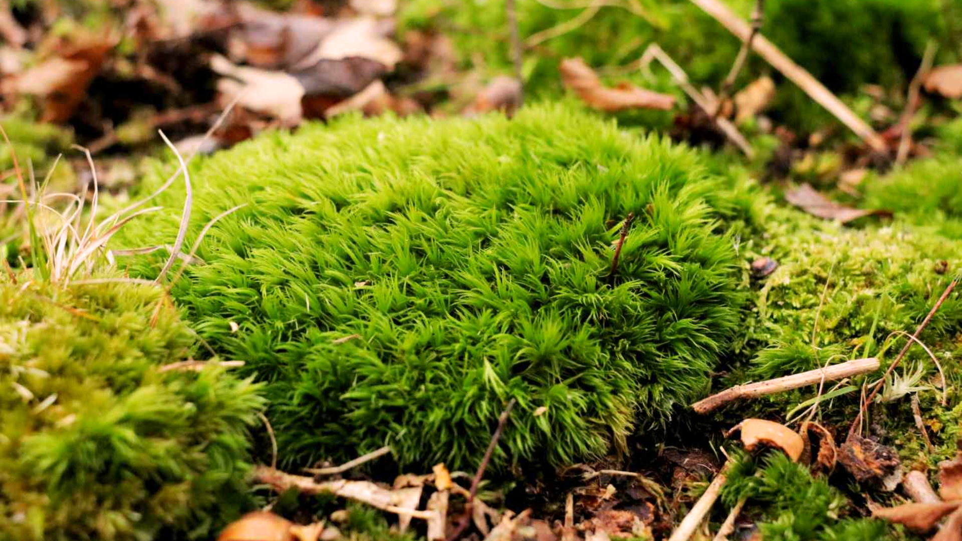 What Is Moss?