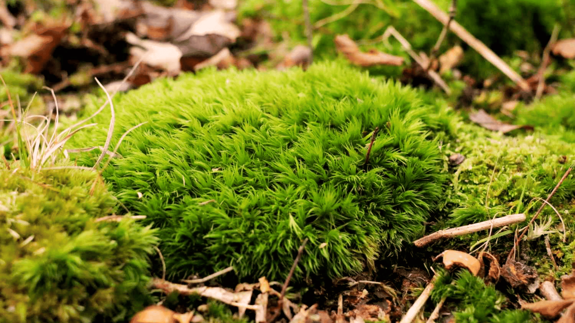 What Causes Moss To Grow My Guide For Beginners Randy Lemmon What Causes Moss To Grow My Guide For Beginners Randy Lemmon