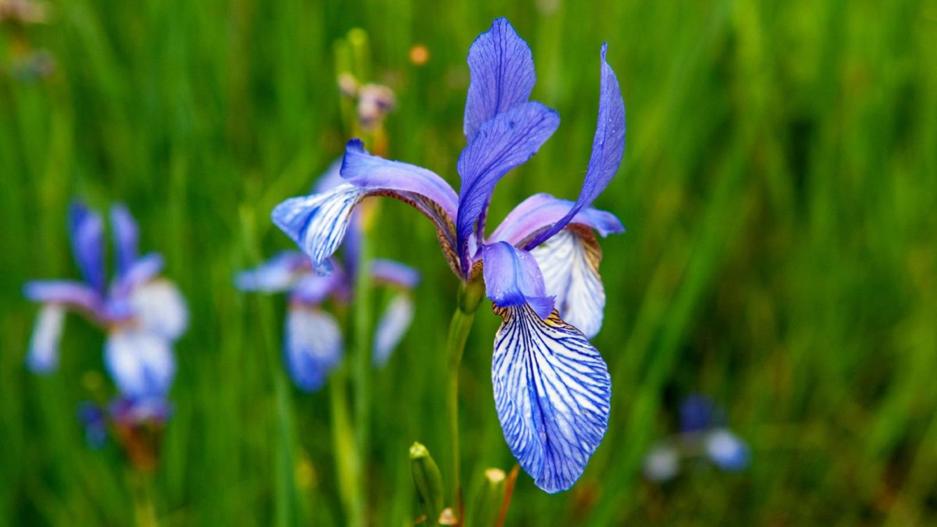 What_Are_Flag_Flowers