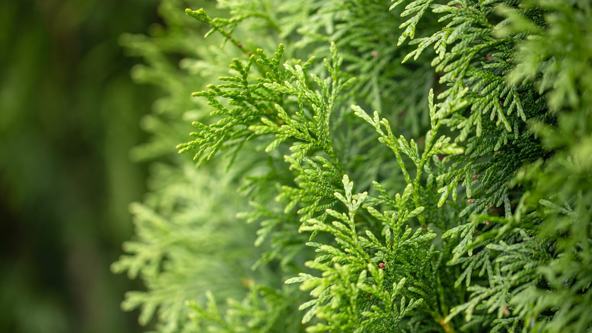 What_Are_Juniper_Tree_Leaves