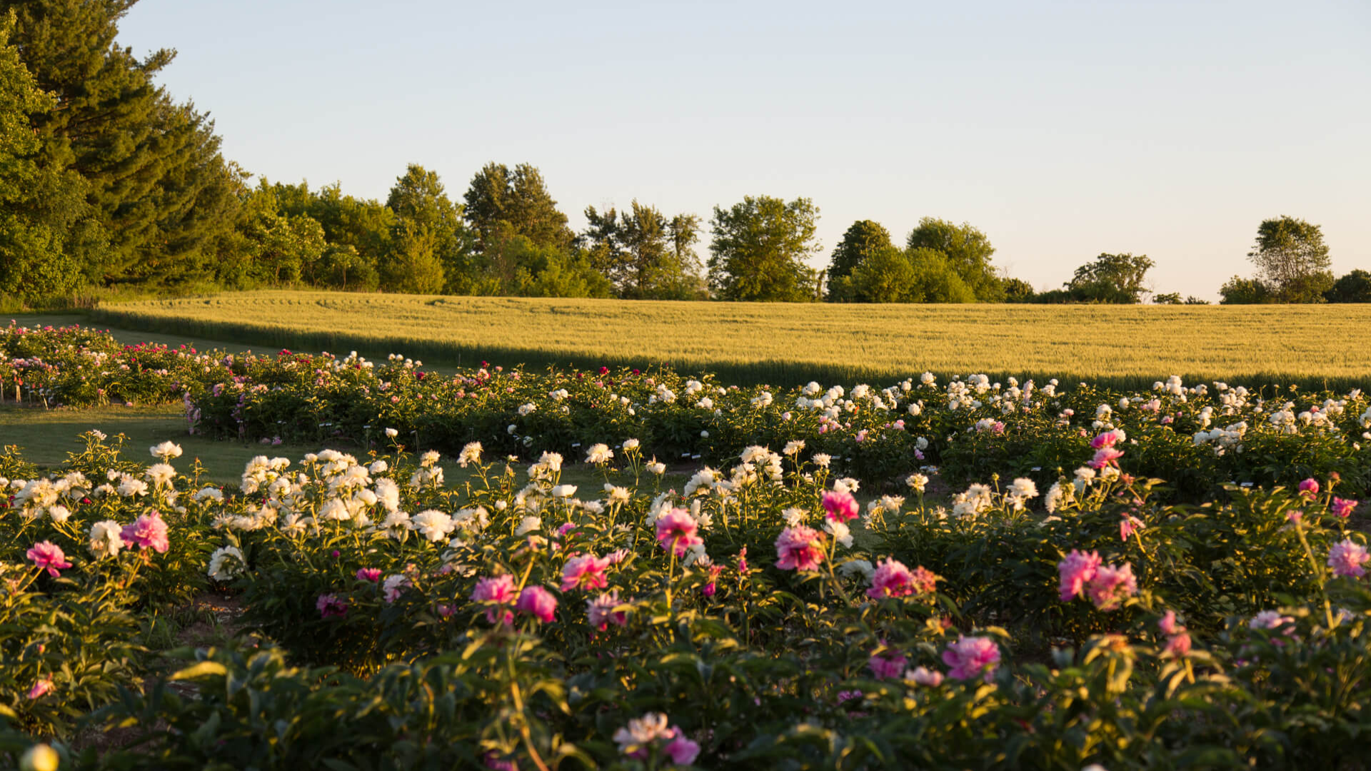 What_Is_a_Peony_Field