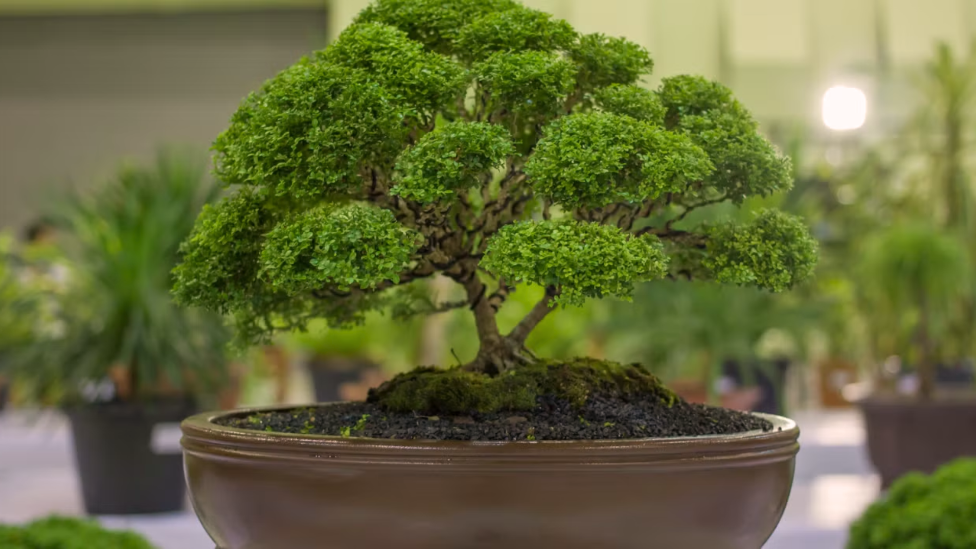 What_Makes_a_Tree_Profitable