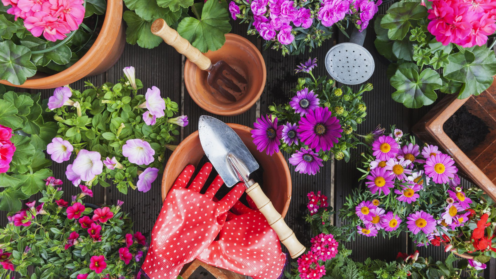 When to Plant Spring Flowers?