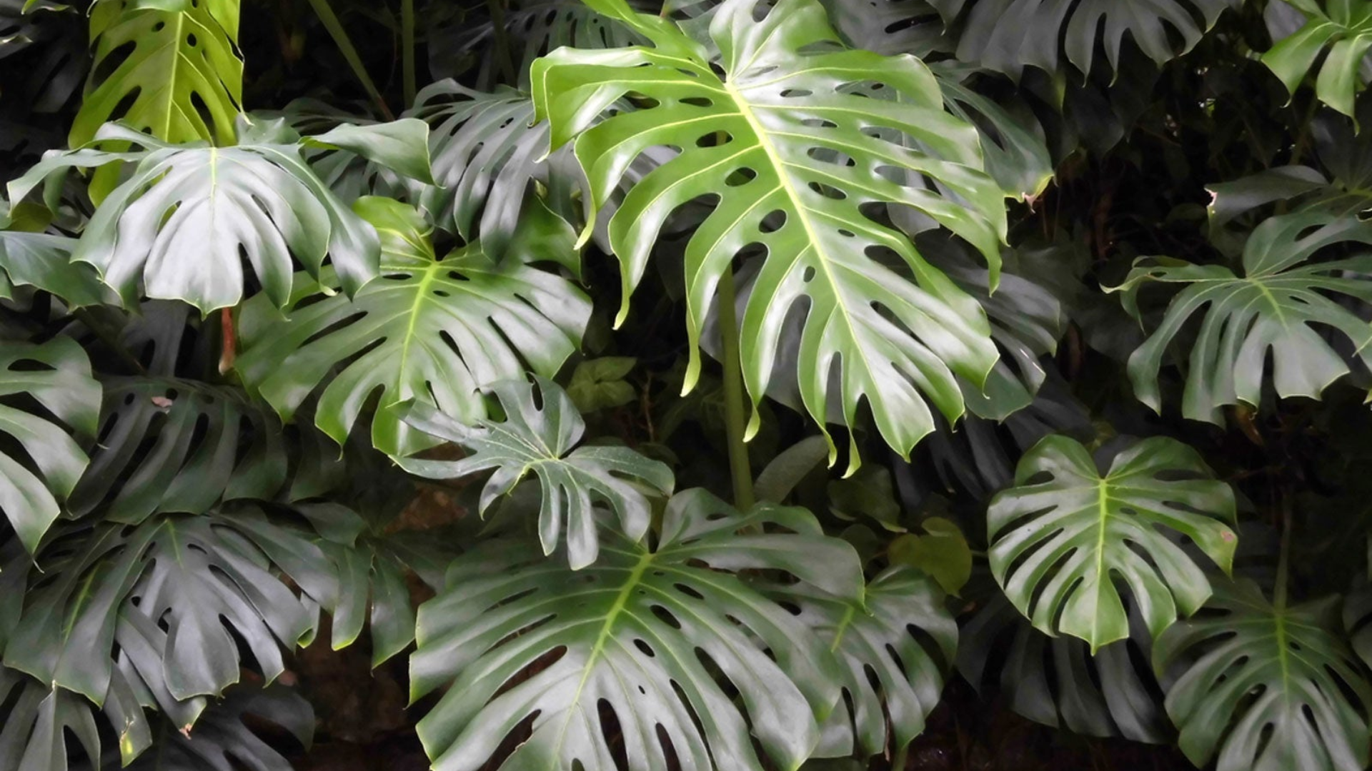 When_Should_You_Propagate_Monstera