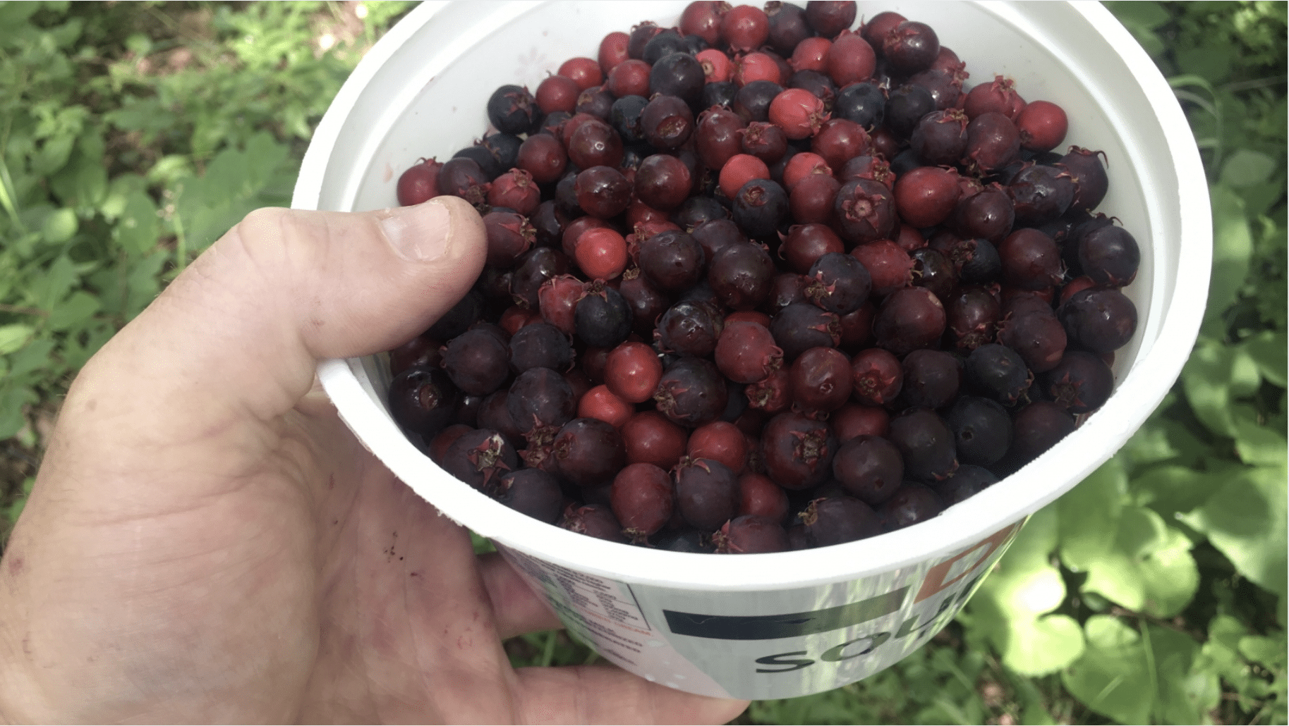 When_and_How_To_Harvest_Juneberries