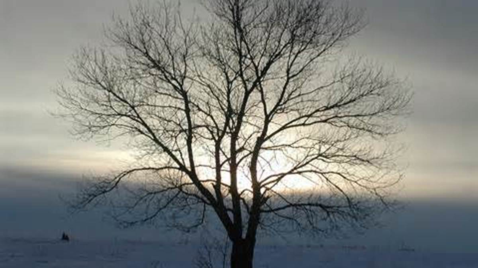 Why Do Trees Become Barren?