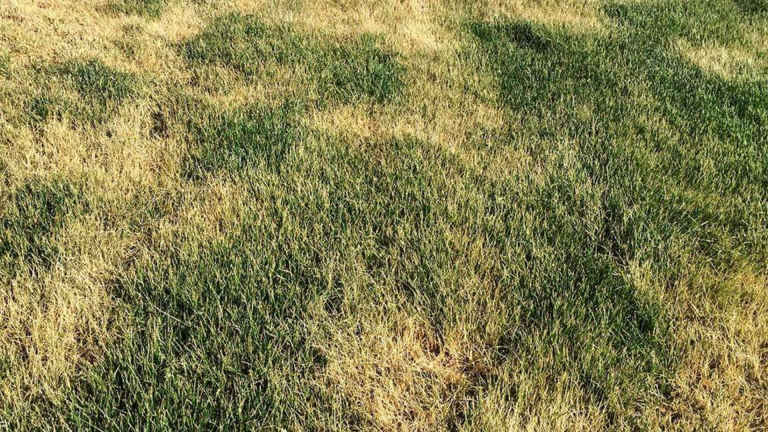 Why Is My New Sod Turning Brown? Causes and Fixes