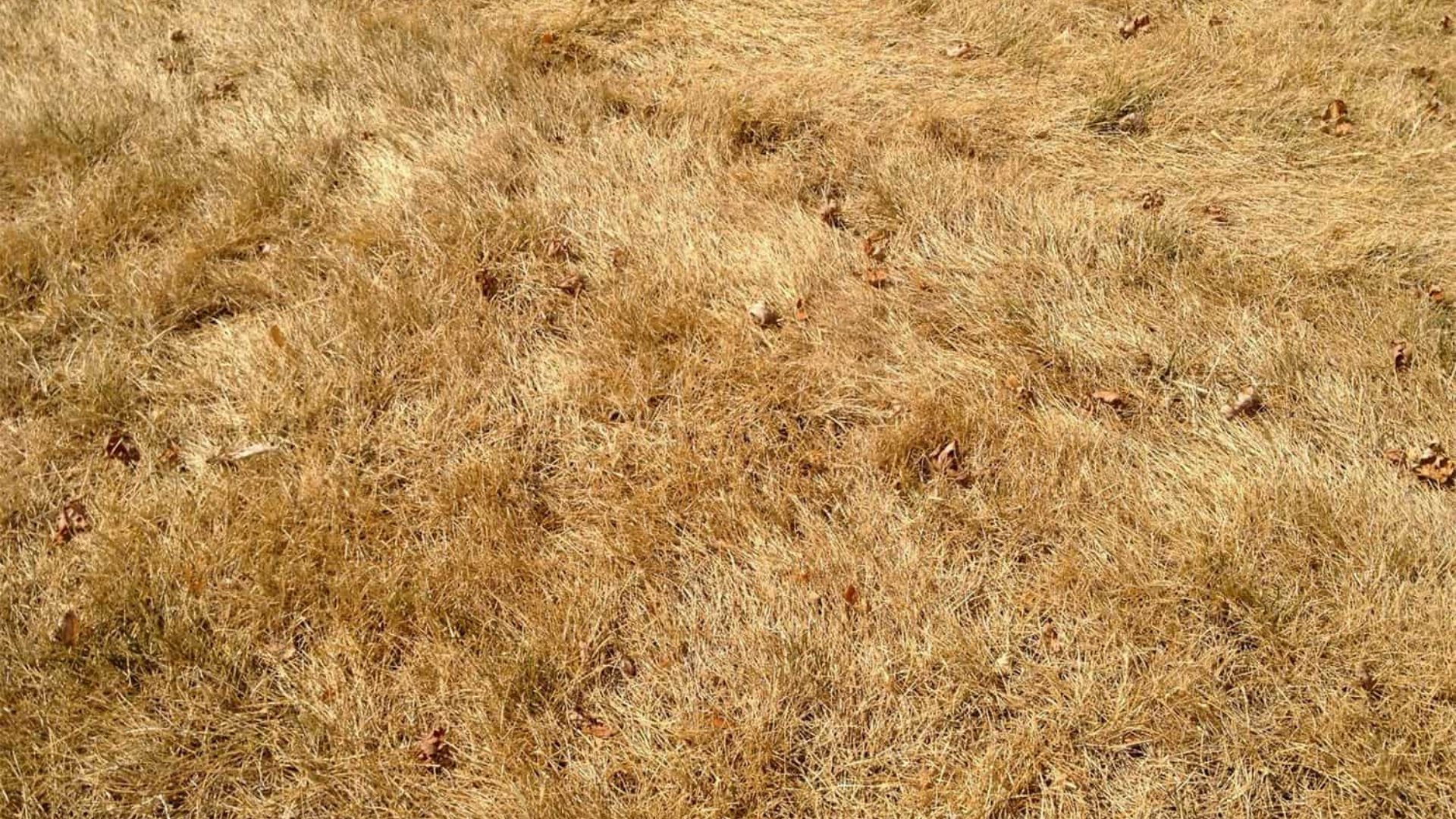 Winter_Dormancy