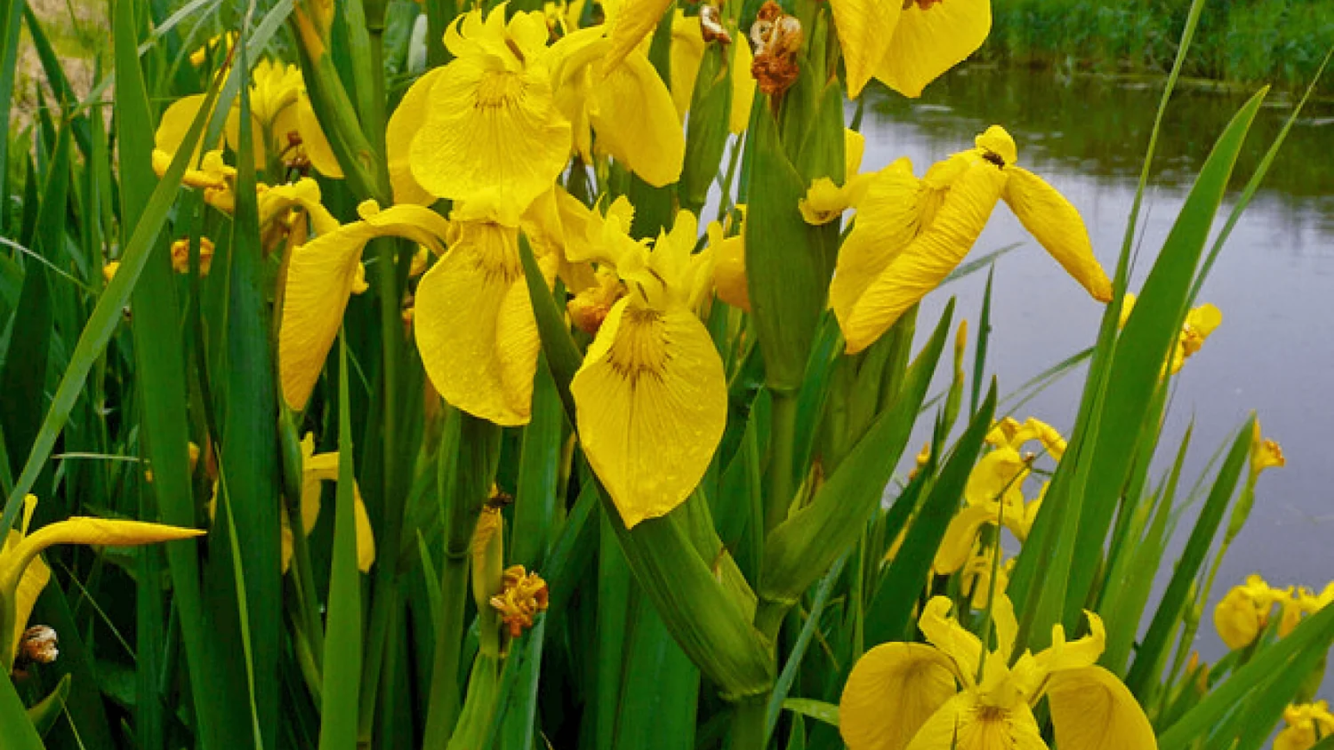 Yellow_Flag_Iris_Iris_pseudacorus