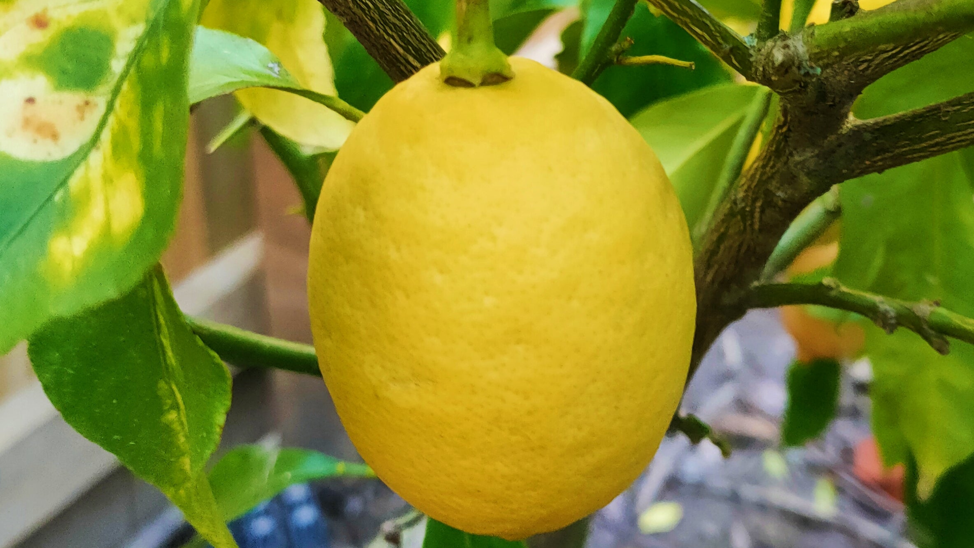 Yen_Ben_Lemon
