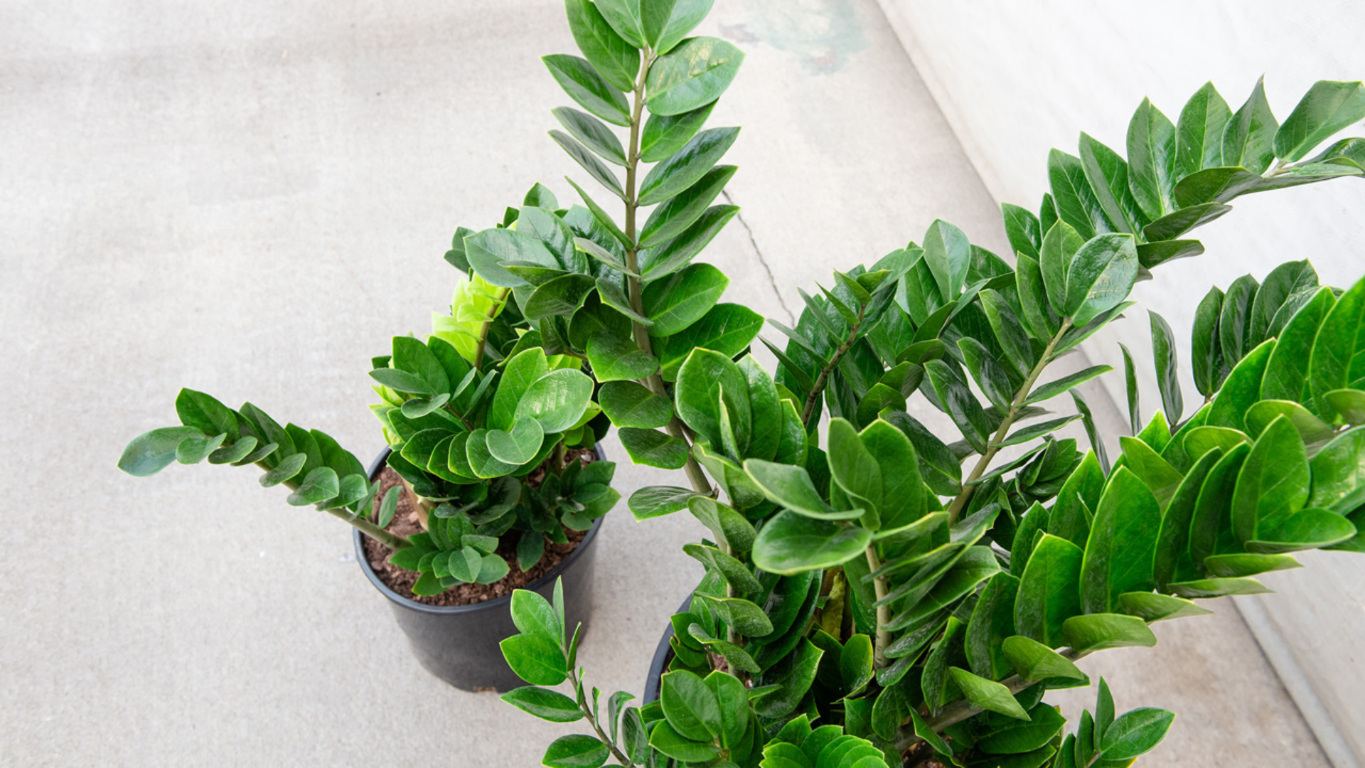 ZZ_Plant