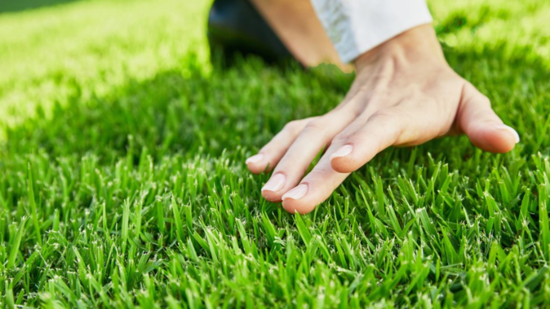 Zoysia_Grass