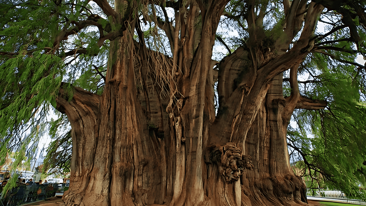 My Guide on Árbol Sabino Mexican Tree - Randy Lemmon
