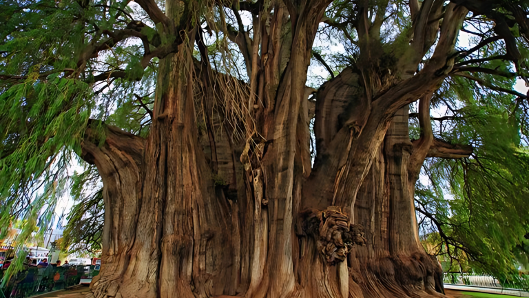 arbol sabino
