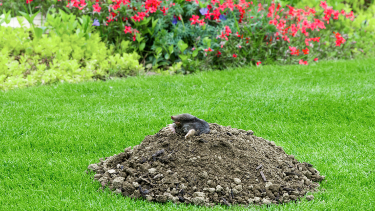 are moles bad for your yard