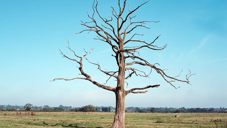 barren tree