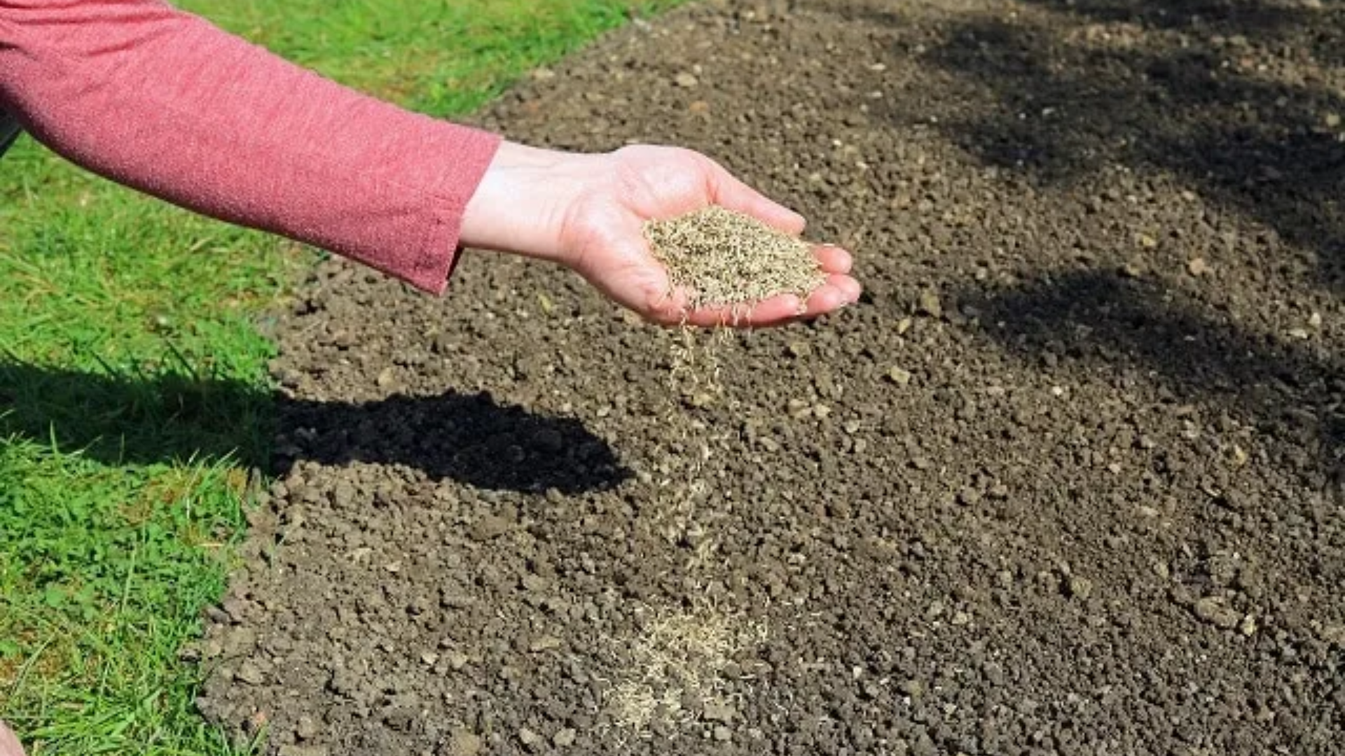 can-you-just-sprinkle-grass-seed-on-lawn (1)