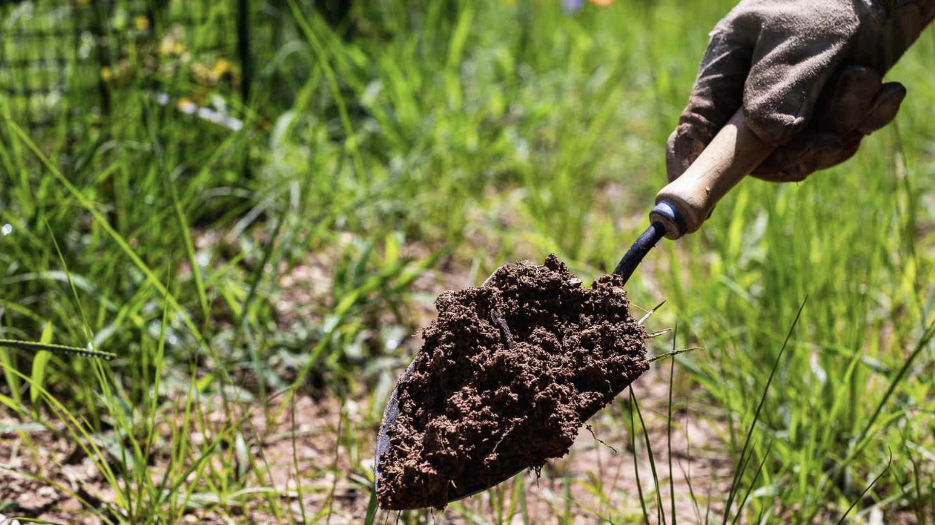 can-you-over-fertilize-your-lawn1