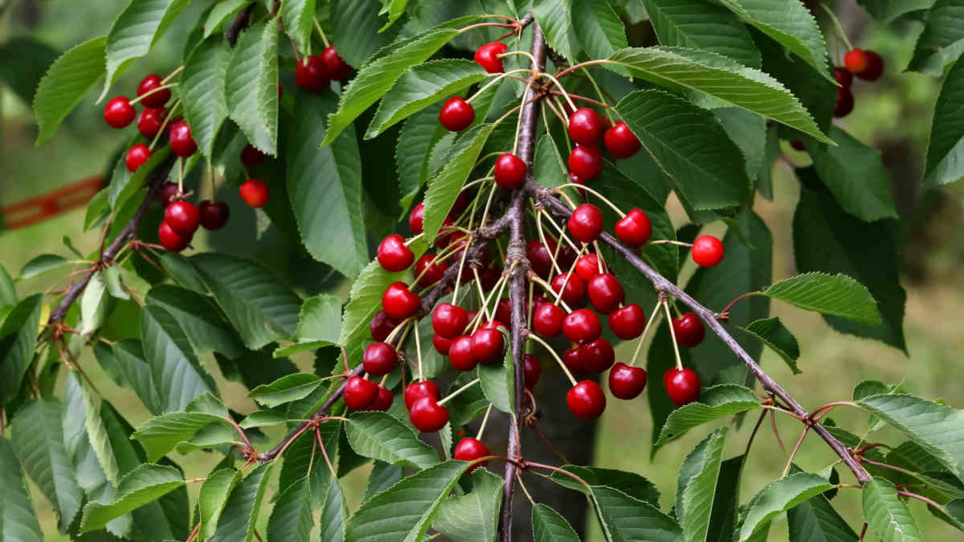 cultivation-and-care-of-wild-cherry-tree