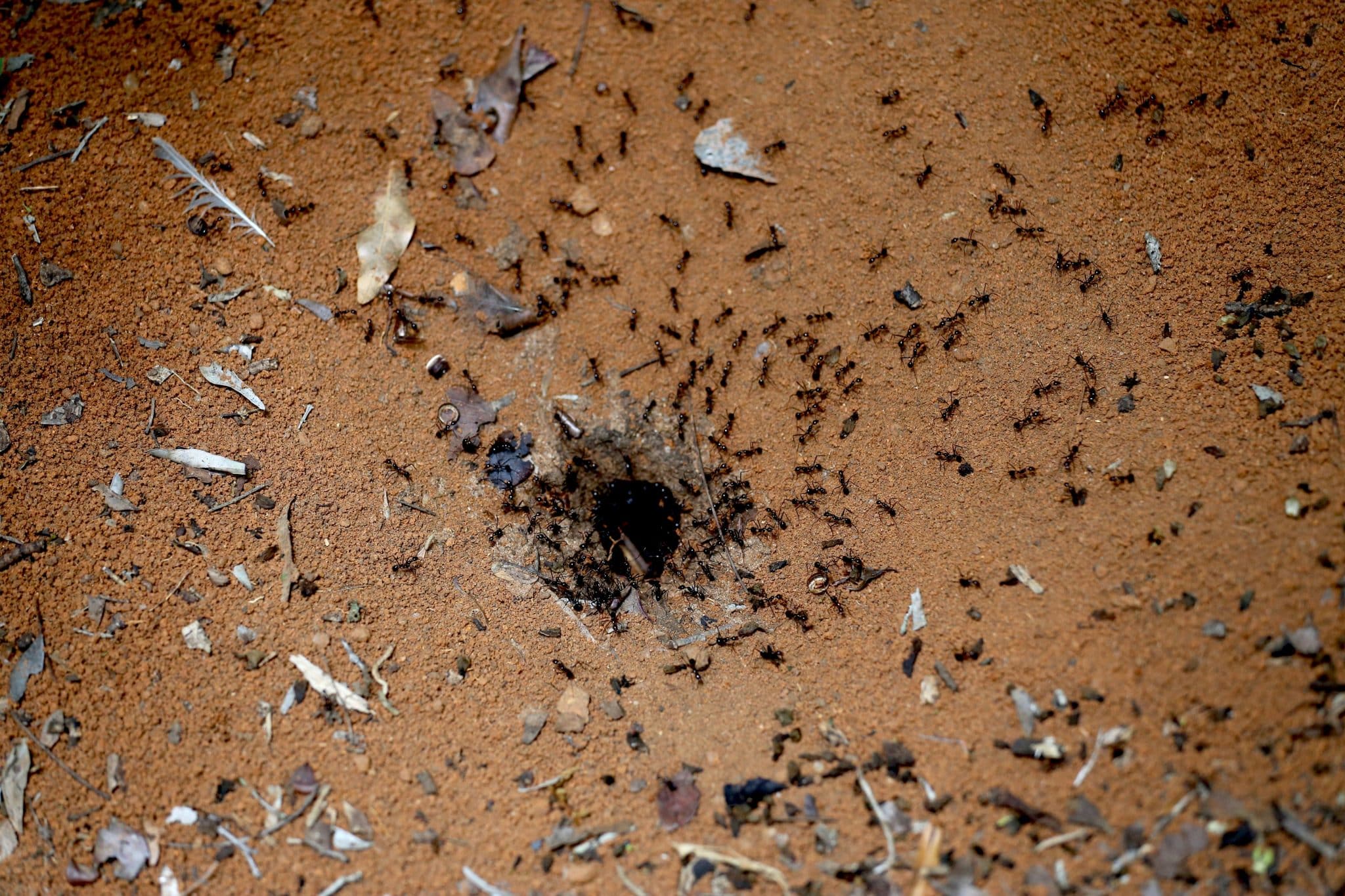 feathers and ants photo