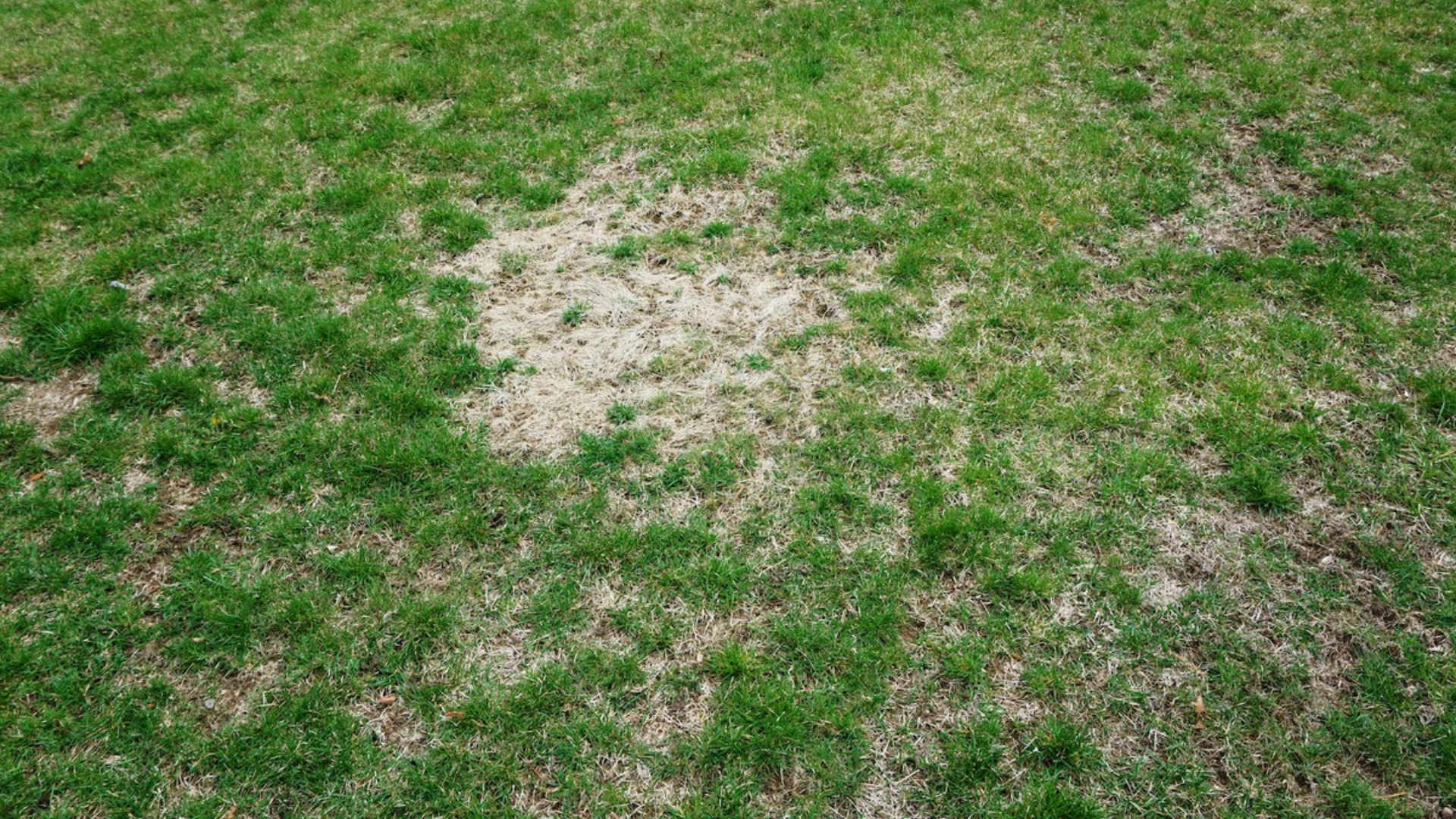how-looks-overwatered-lawn