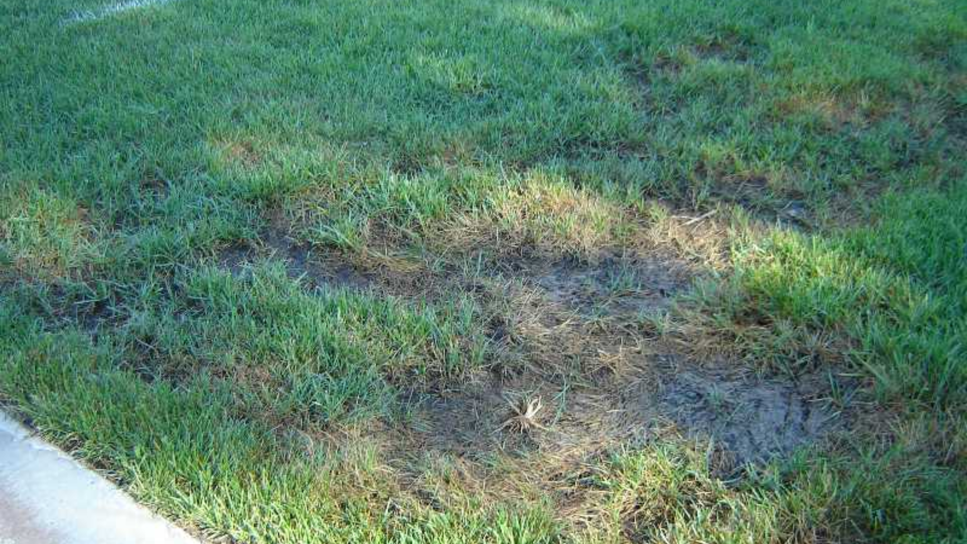 is-your-lawn-overwatered-lawn