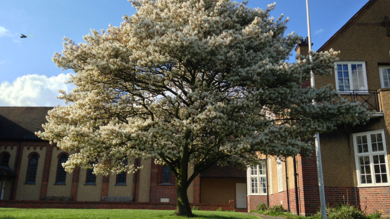 june berry tree