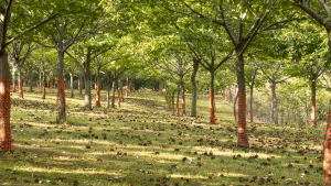 most profitable trees to grow